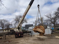 cottonwood4